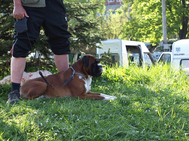 www.atibox.net * www.euroboxer.eu * www.boxergenealogia.eu
